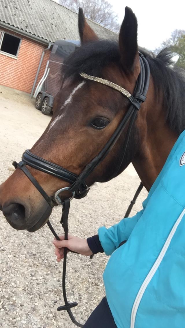 Connemara Medina billede 5