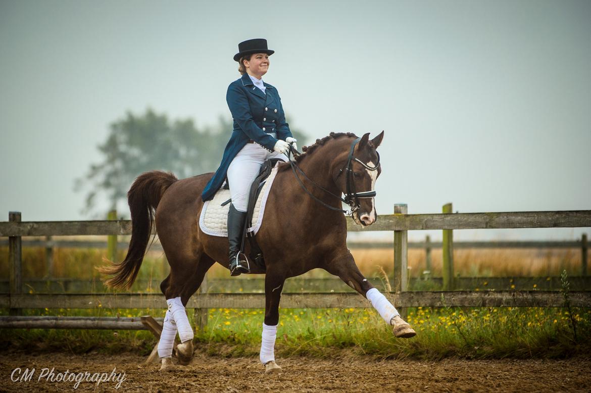 Sportsaraber (A) Bashir billede 4