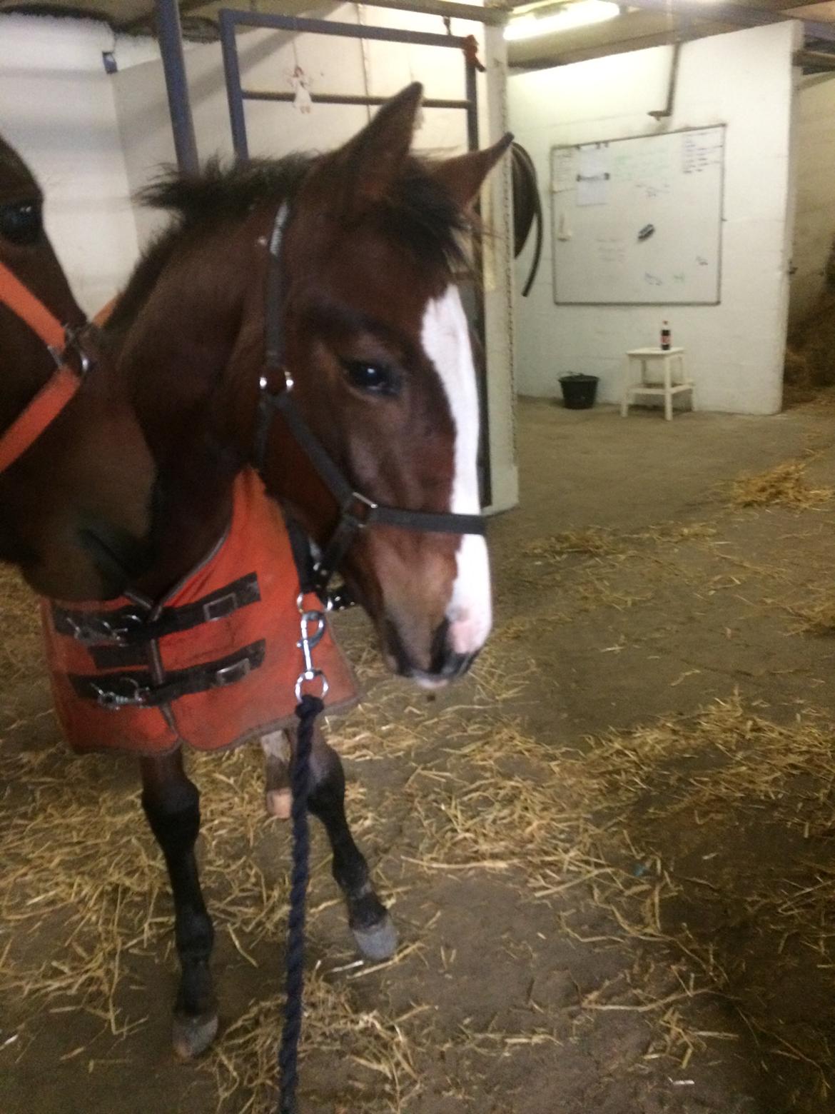 Dansk Varmblod Calabria billede 17