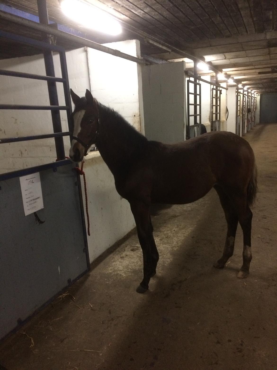 Dansk Varmblod Calabria billede 18