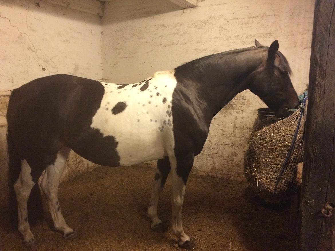 Pinto Nacoma indian billede 24