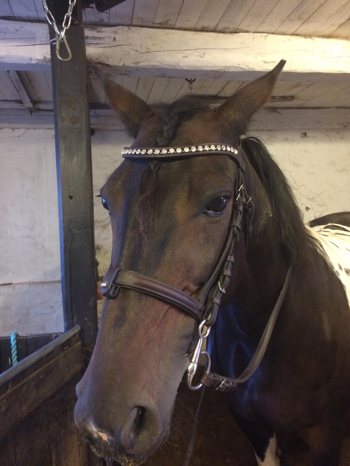 Pinto Nacoma indian billede 26