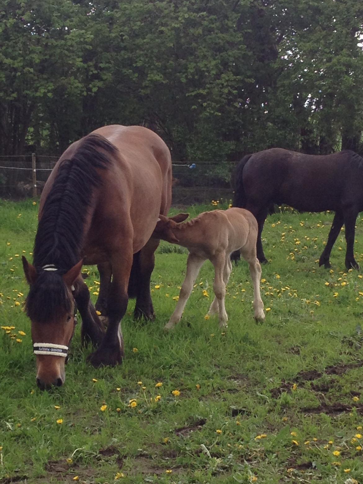 Jyde Tanni billede 1