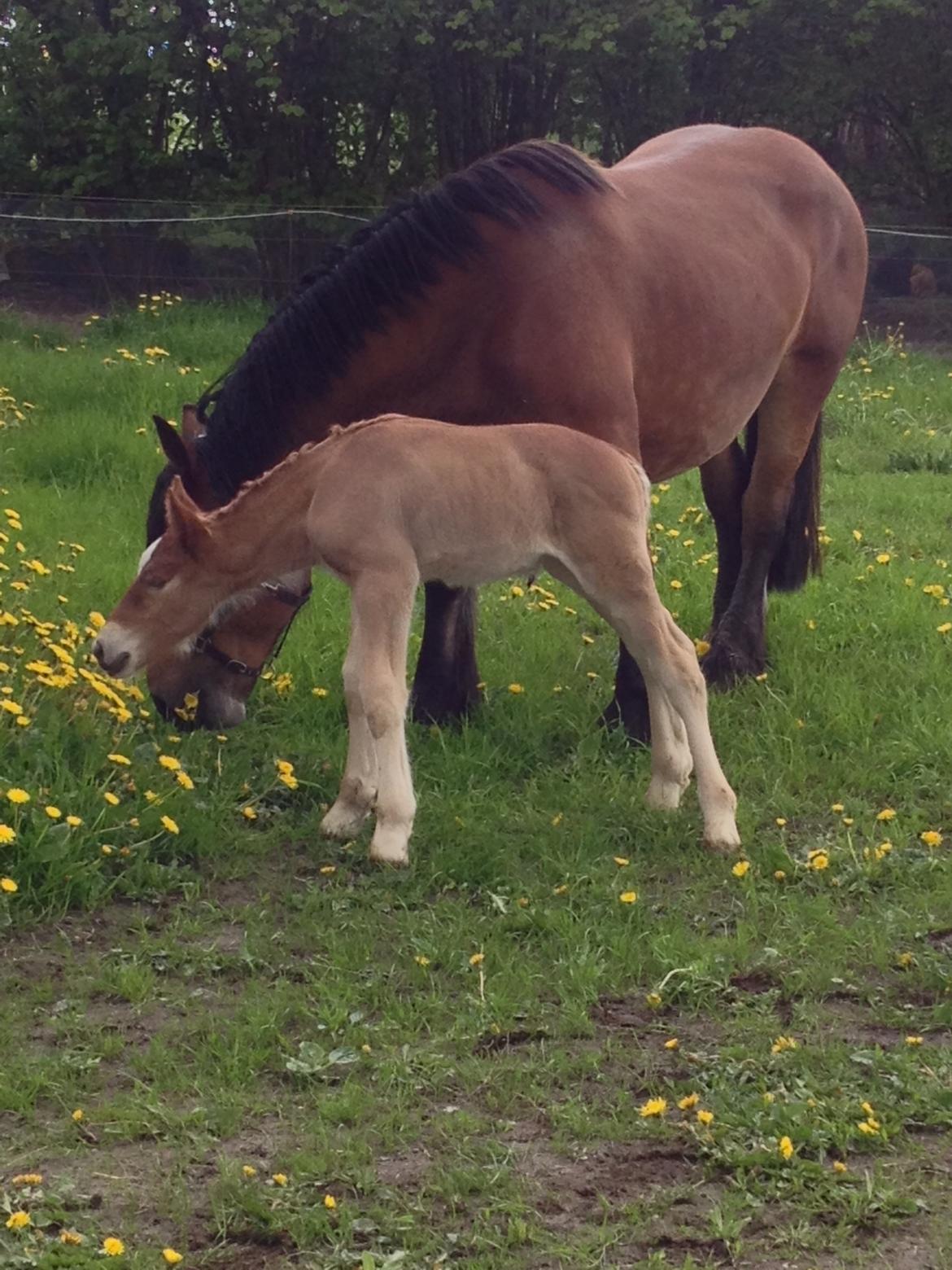 Jyde Tanni billede 2