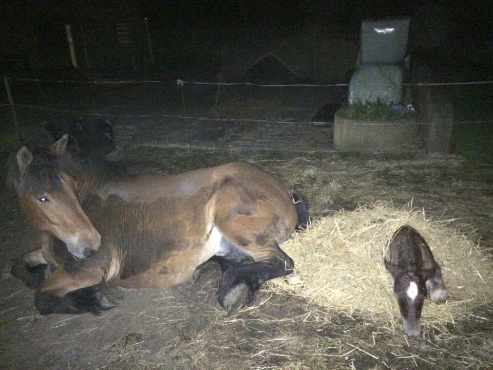 Jyde Tanni billede 3