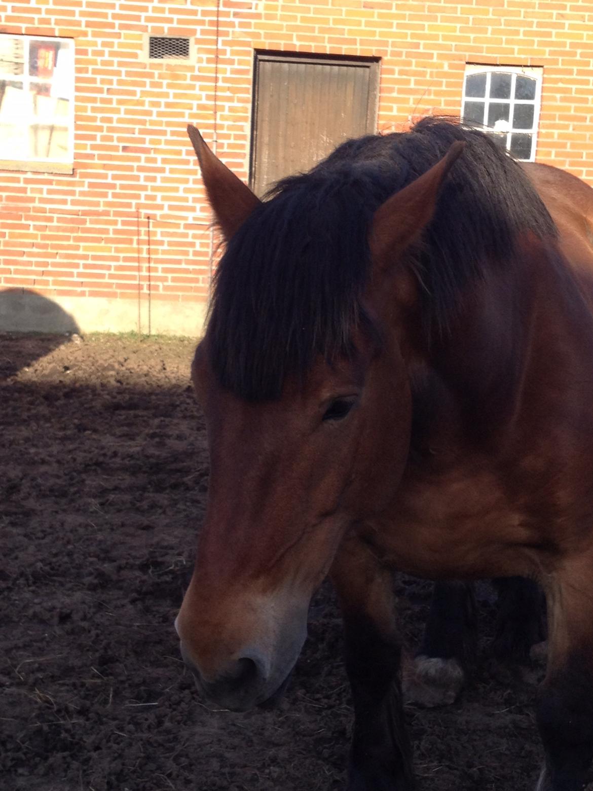 Jyde Tanni billede 4