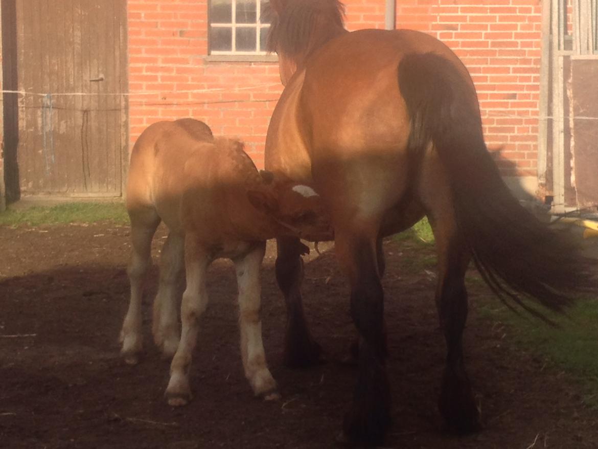 Jyde Tanni billede 5