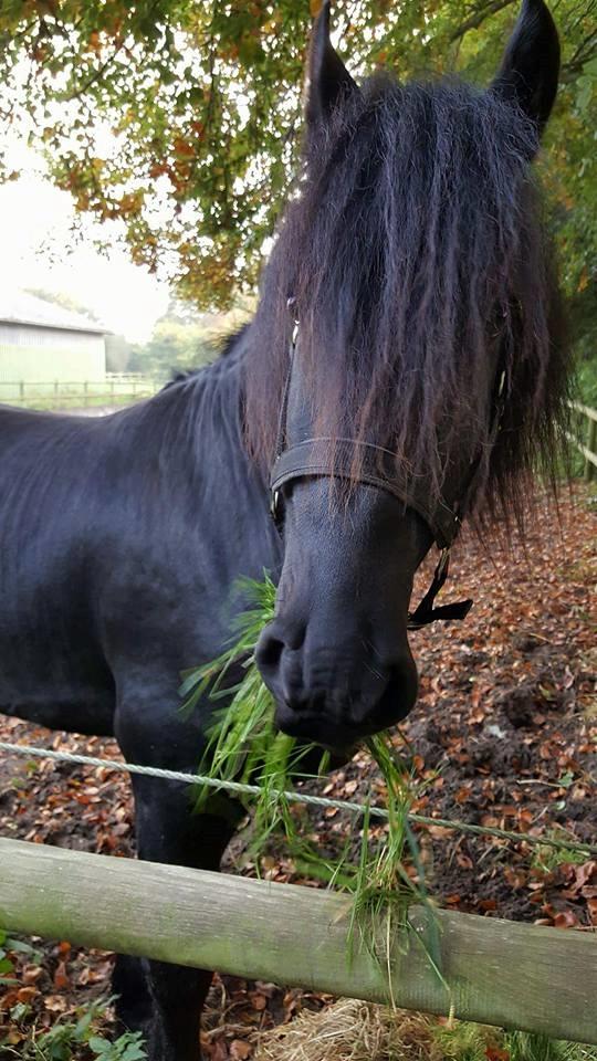 Frieser Toledo  billede 2