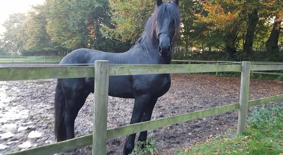 Frieser Toledo  billede 3