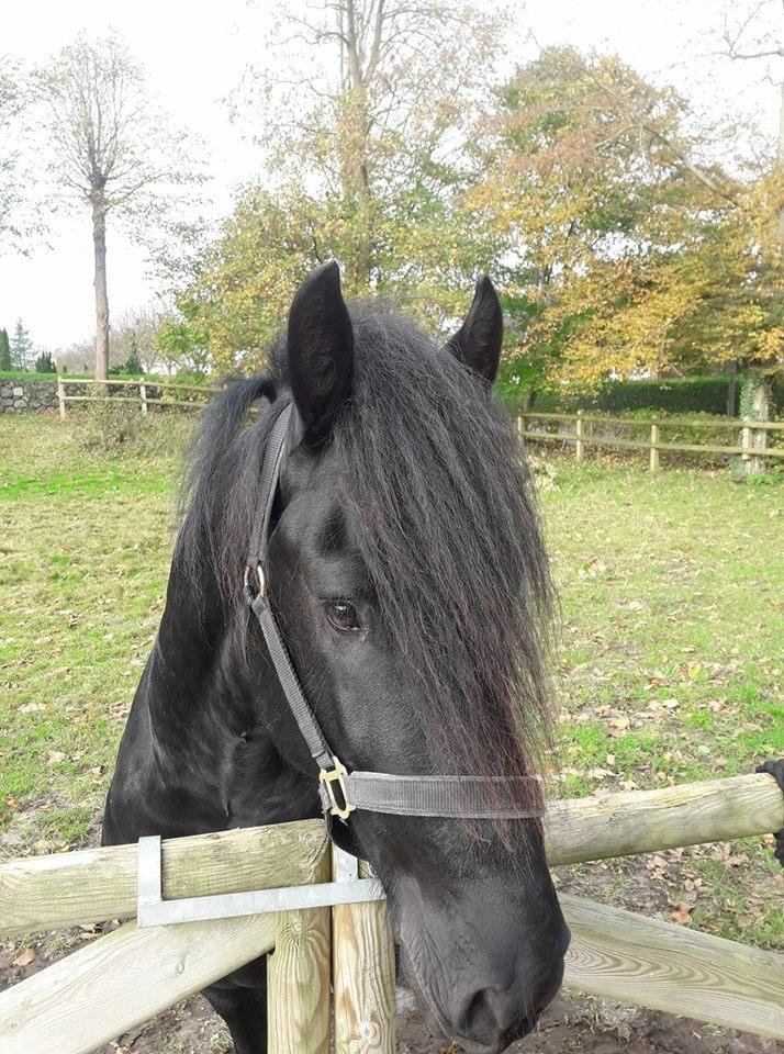 Frieser Toledo  billede 4