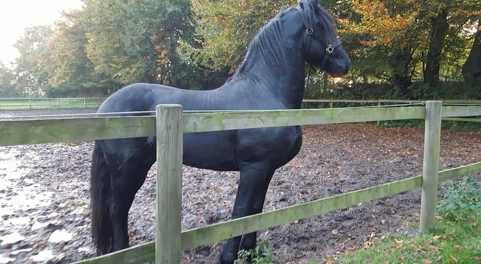 Frieser Toledo  billede 1