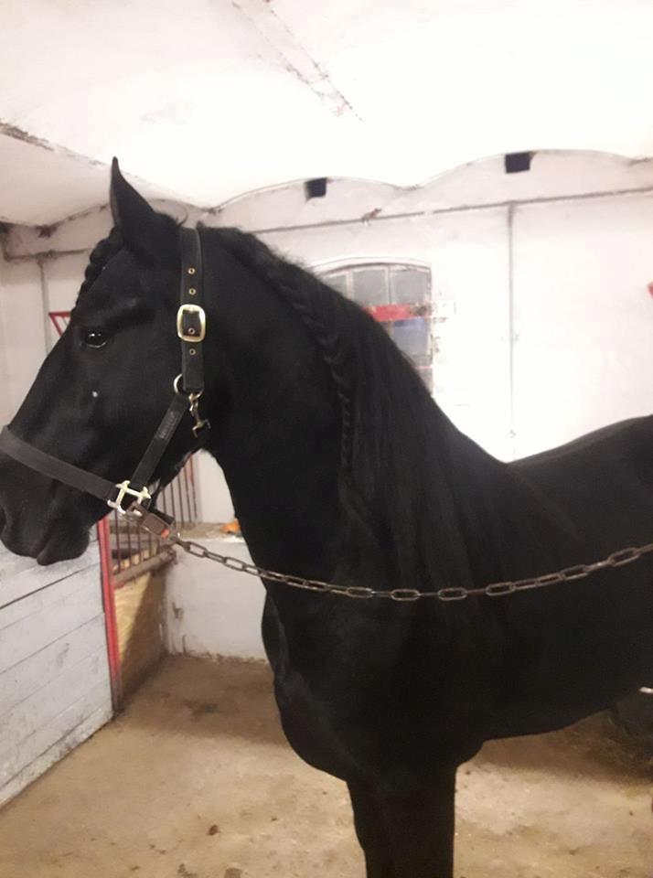 Frieser Toledo  billede 5