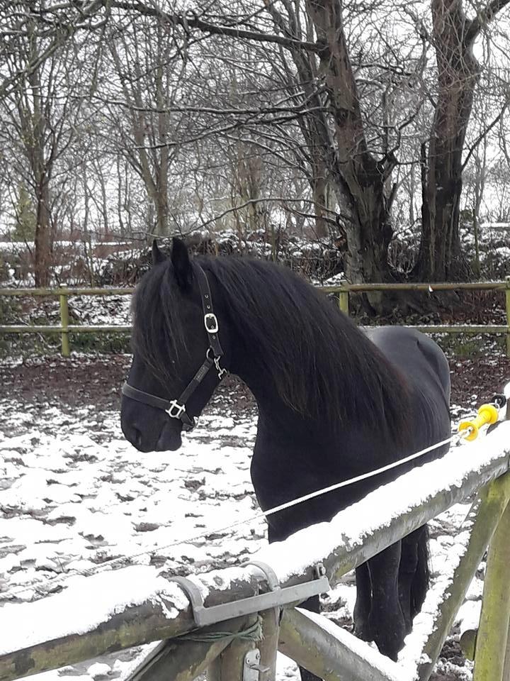 Frieser Toledo  billede 6