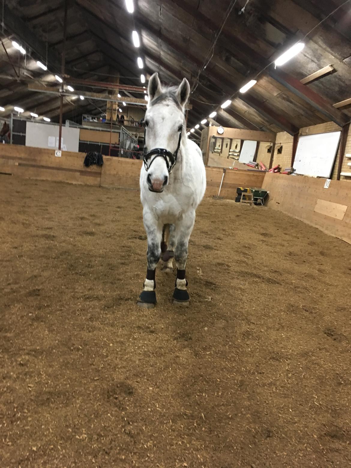 Polsk Varmblod Gonzo billede 2