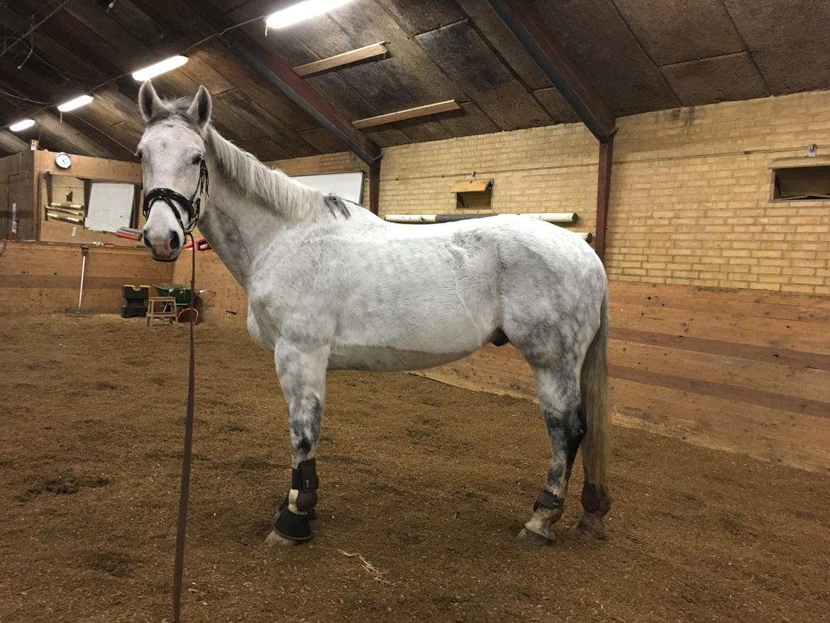 Polsk Varmblod Gonzo - I longe d. 17/12-17 billede 3