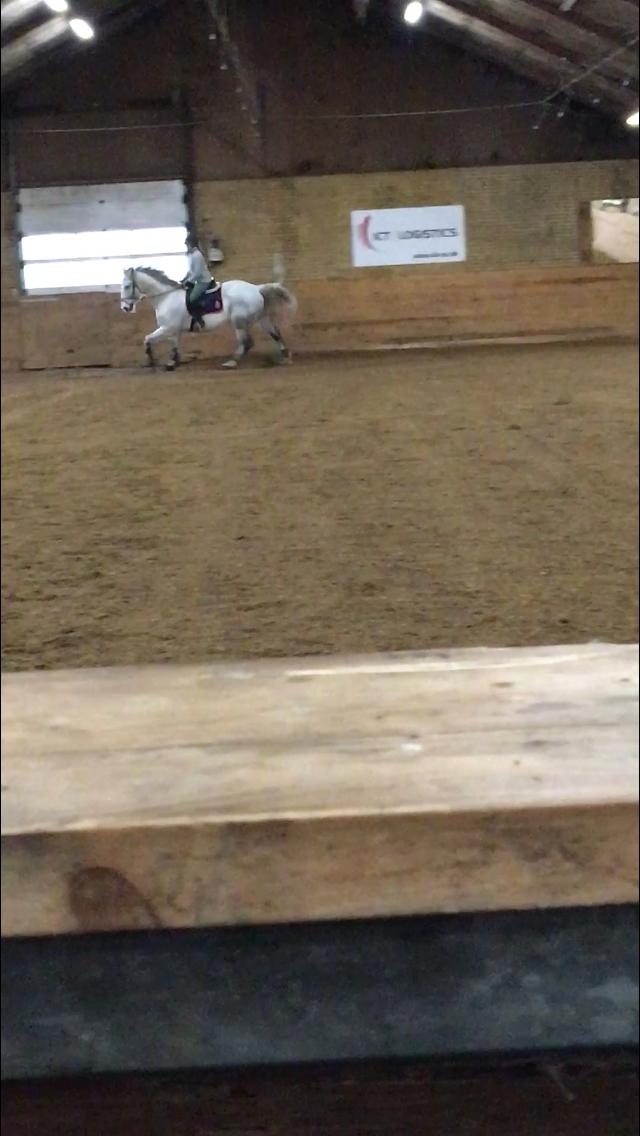 Polsk Varmblod Gonzo billede 5