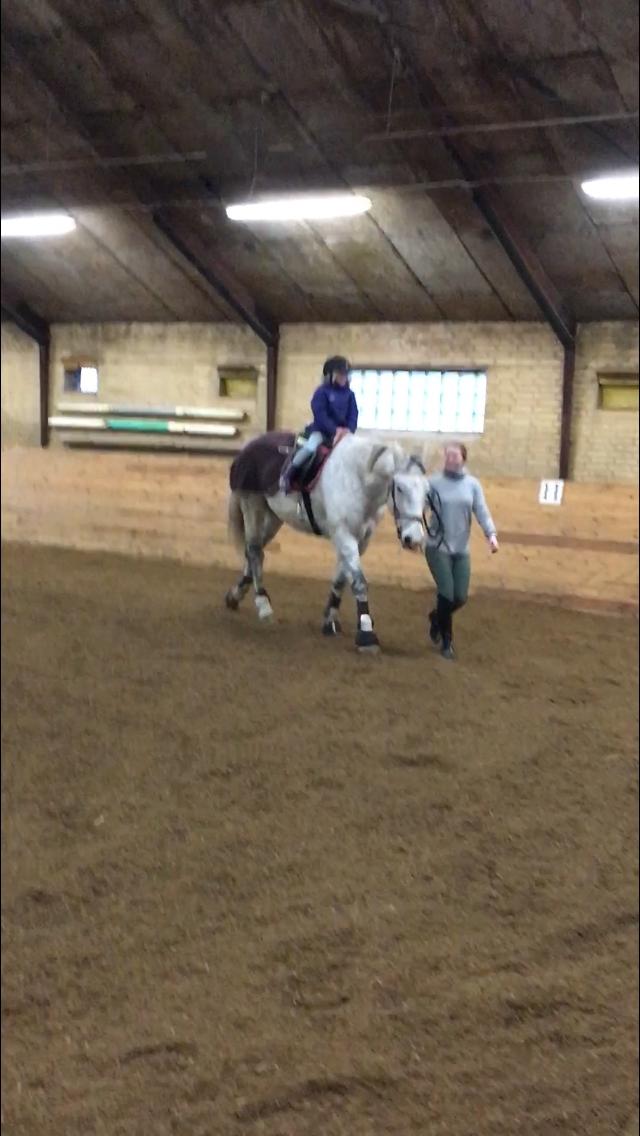 Polsk Varmblod Gonzo - Med Gry på 6 år d. 30/12-17 billede 6