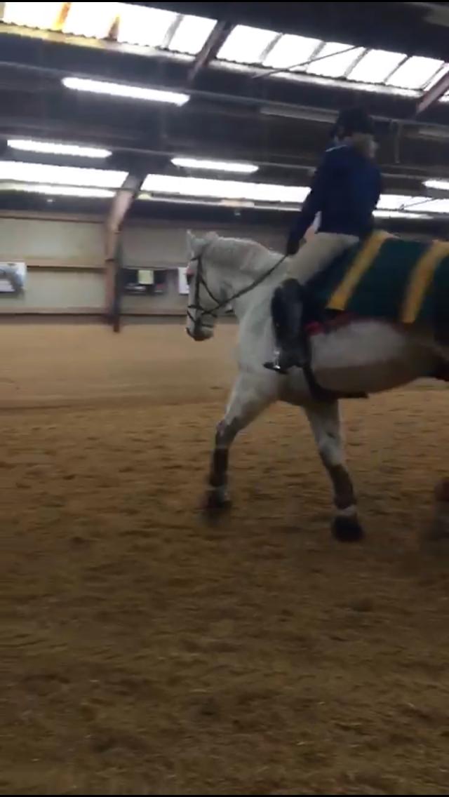 Polsk Varmblod Gonzo billede 7