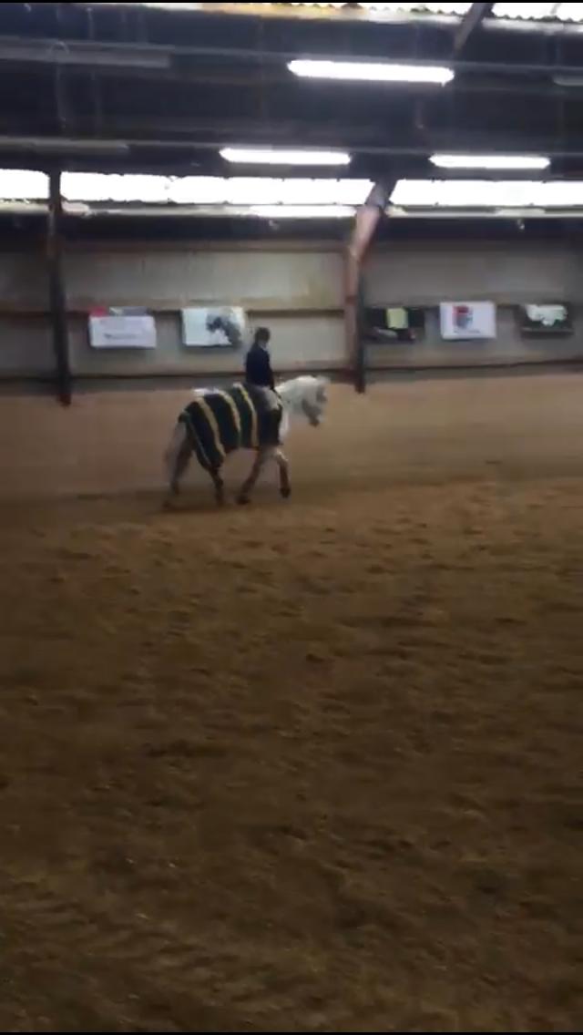 Polsk Varmblod Gonzo - Første gang han rides i 1 år d. 20/12-18  billede 4