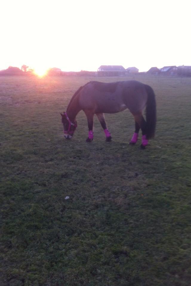 Anden særlig race Bonnie <3 billede 13