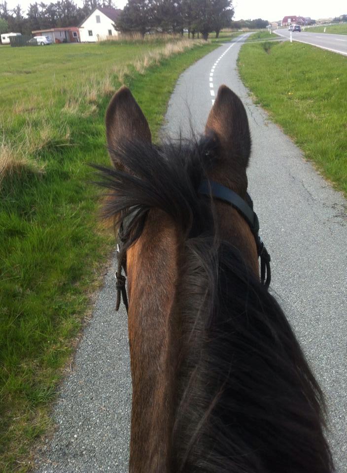 Anden særlig race Bonnie <3 billede 14