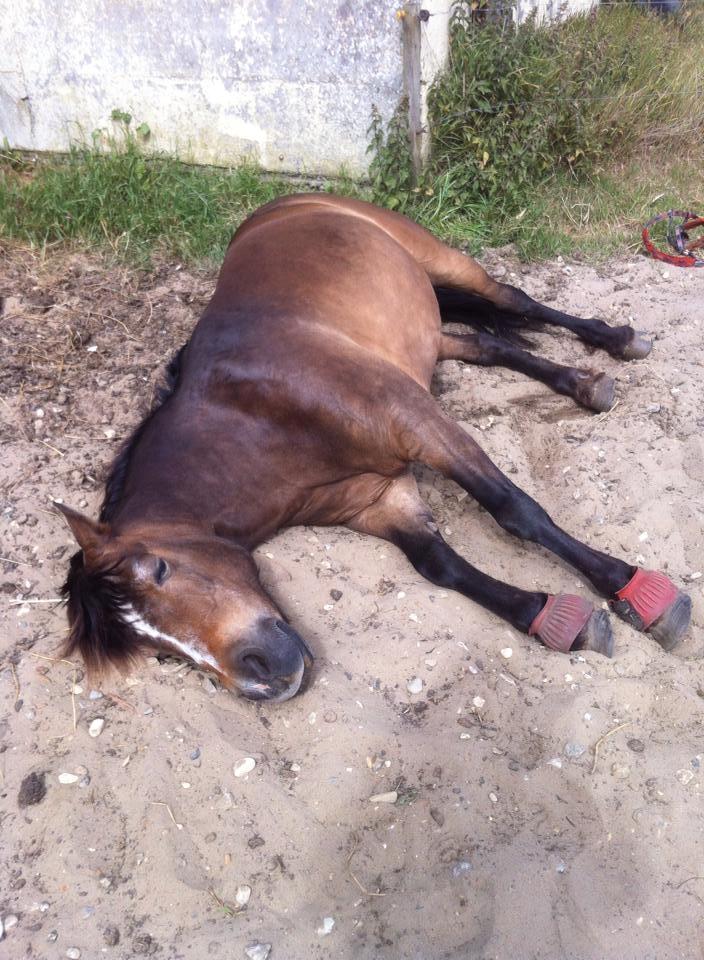 Anden særlig race Bonnie <3 billede 1