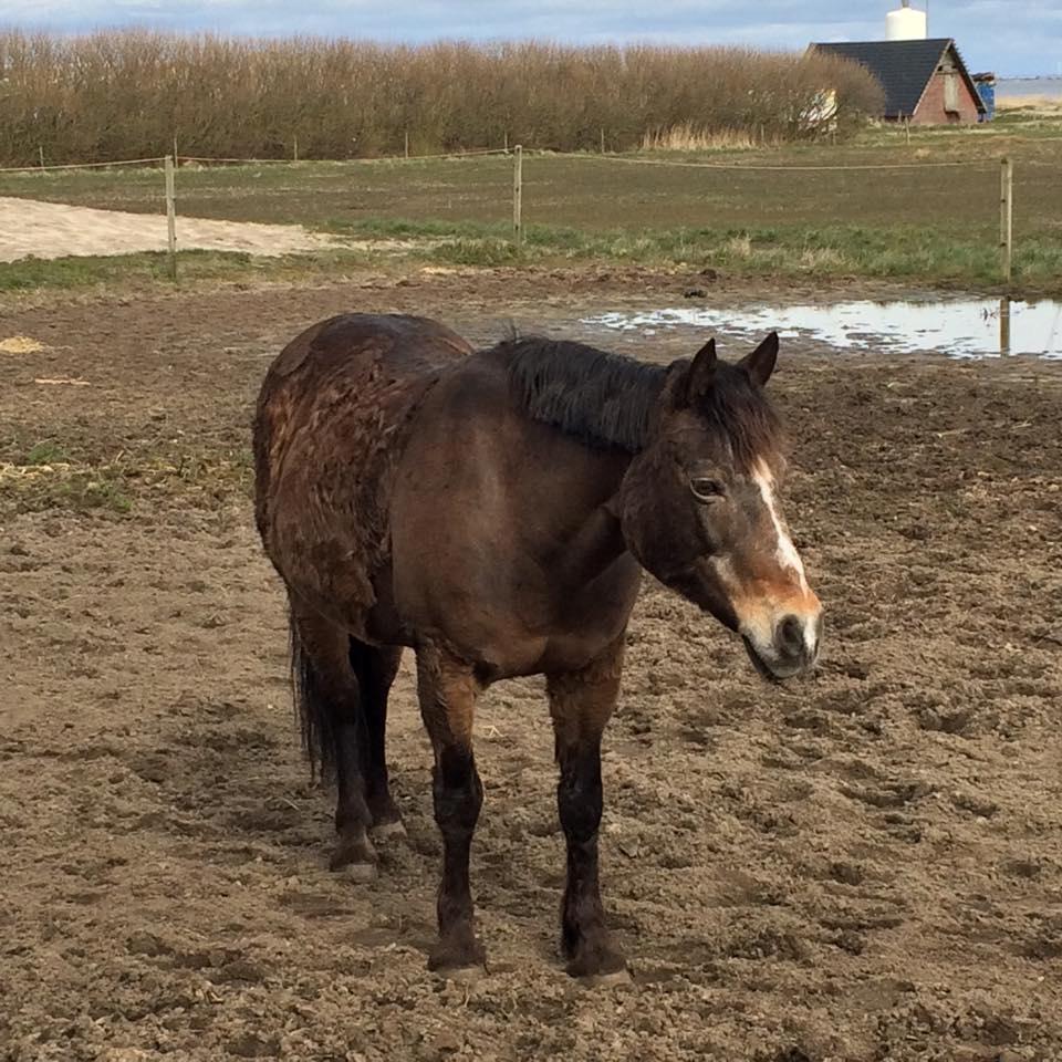 Anden særlig race Bonnie <3 billede 18