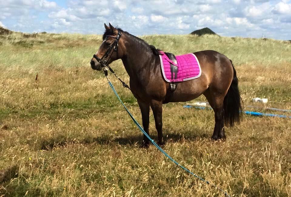 Anden særlig race Bonnie <3 billede 19