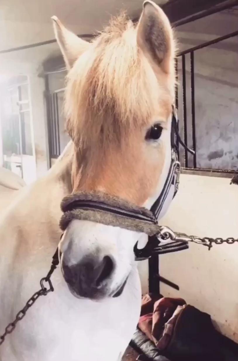 Fjordhest Halfdan <3 billede 1