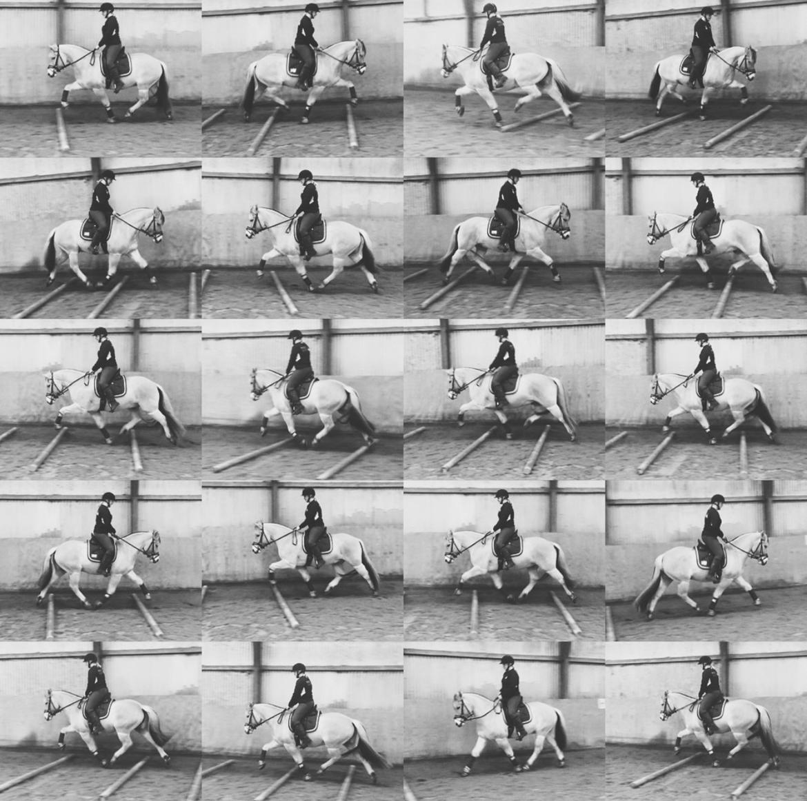 Fjordhest Halfdan <3 billede 3