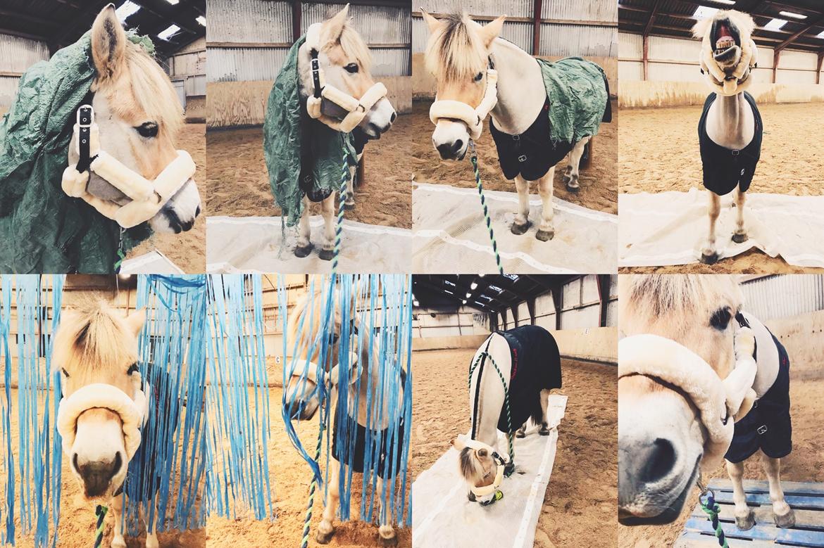 Fjordhest Halfdan <3 billede 2