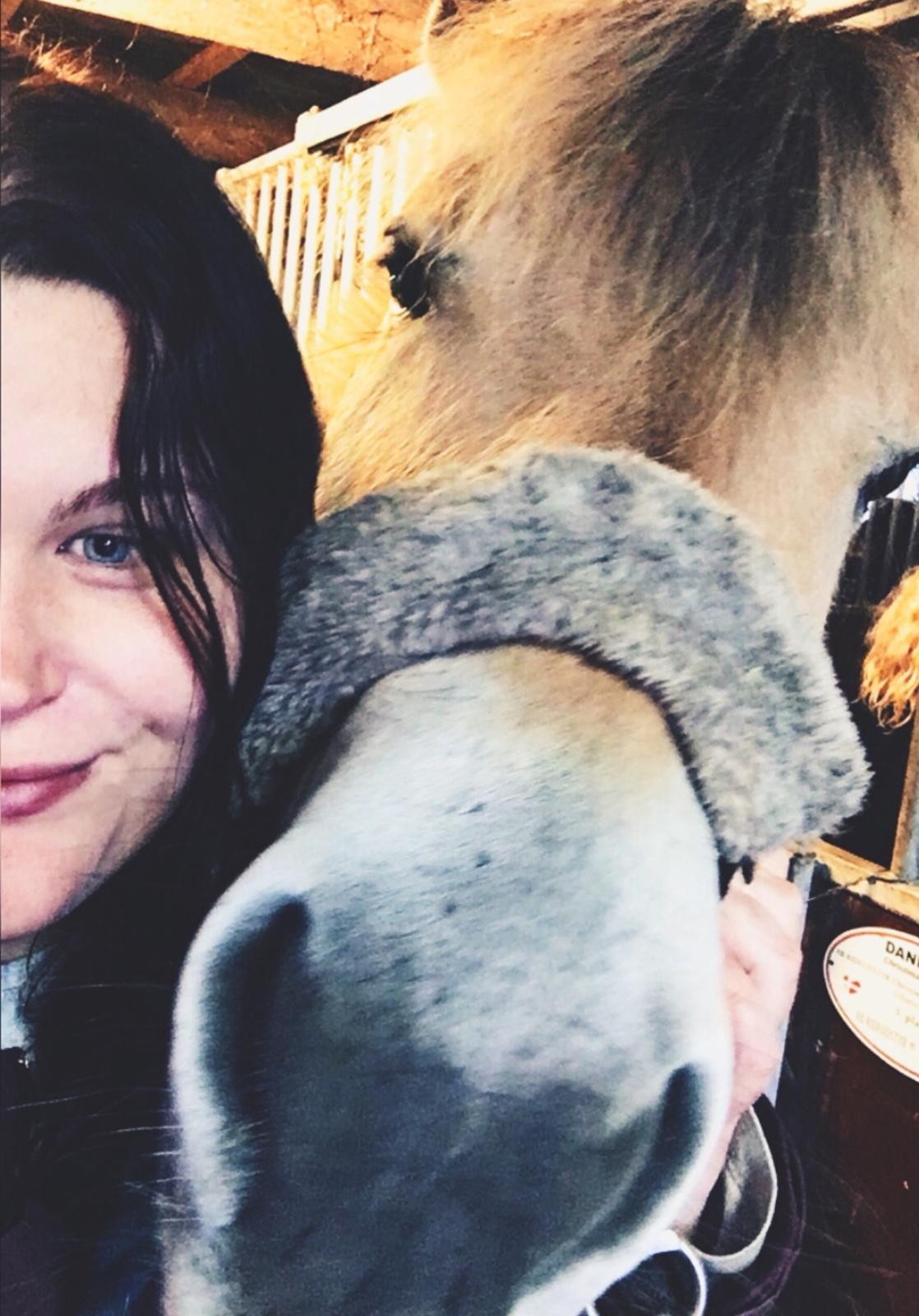 Fjordhest Halfdan <3 billede 6