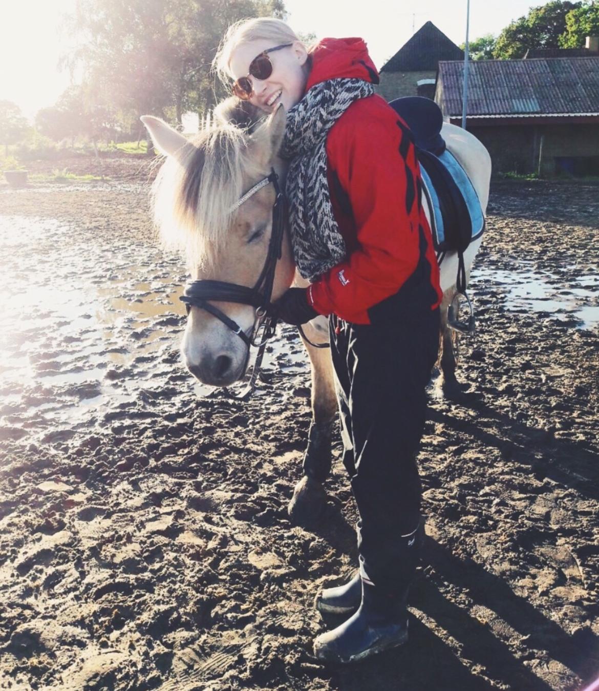 Fjordhest Halfdan <3 billede 4