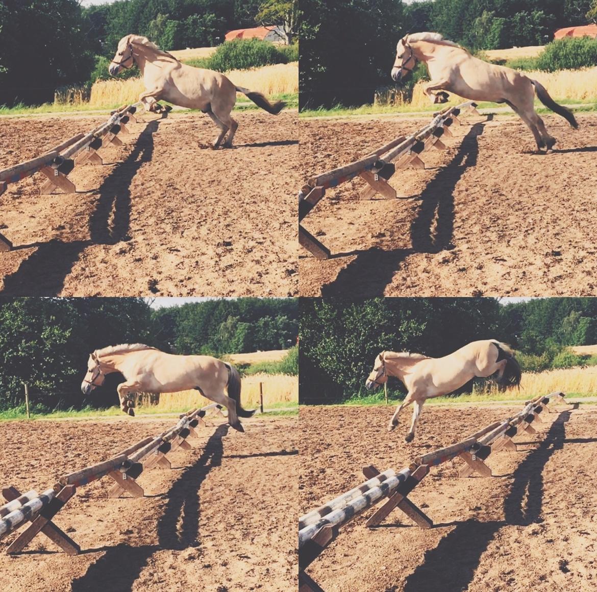 Fjordhest Halfdan <3 billede 7