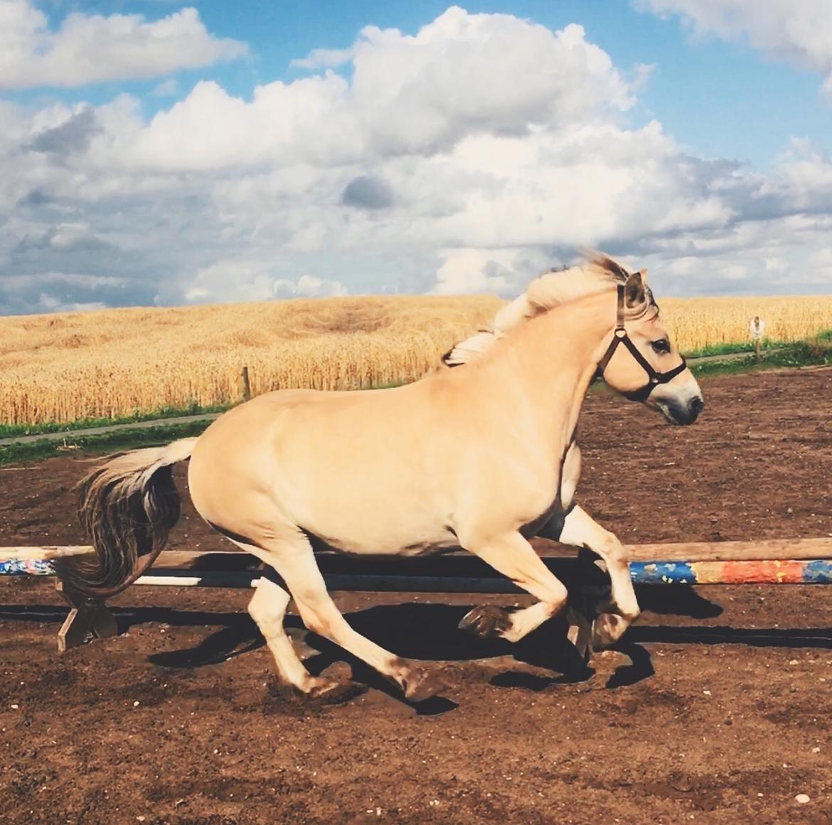 Fjordhest Halfdan <3 billede 8