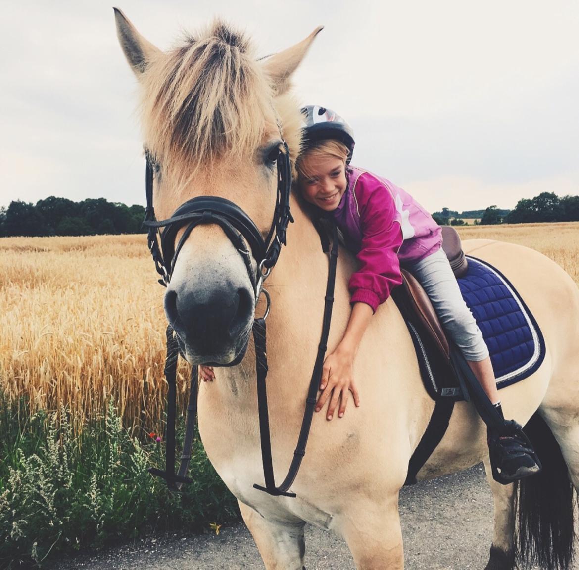 Fjordhest Halfdan <3 billede 9