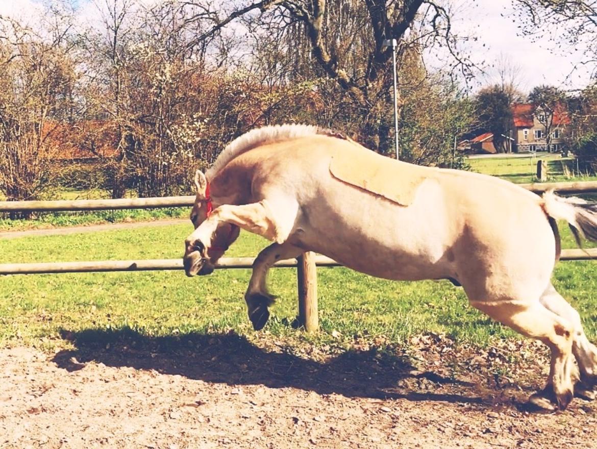 Fjordhest Halfdan <3 billede 11