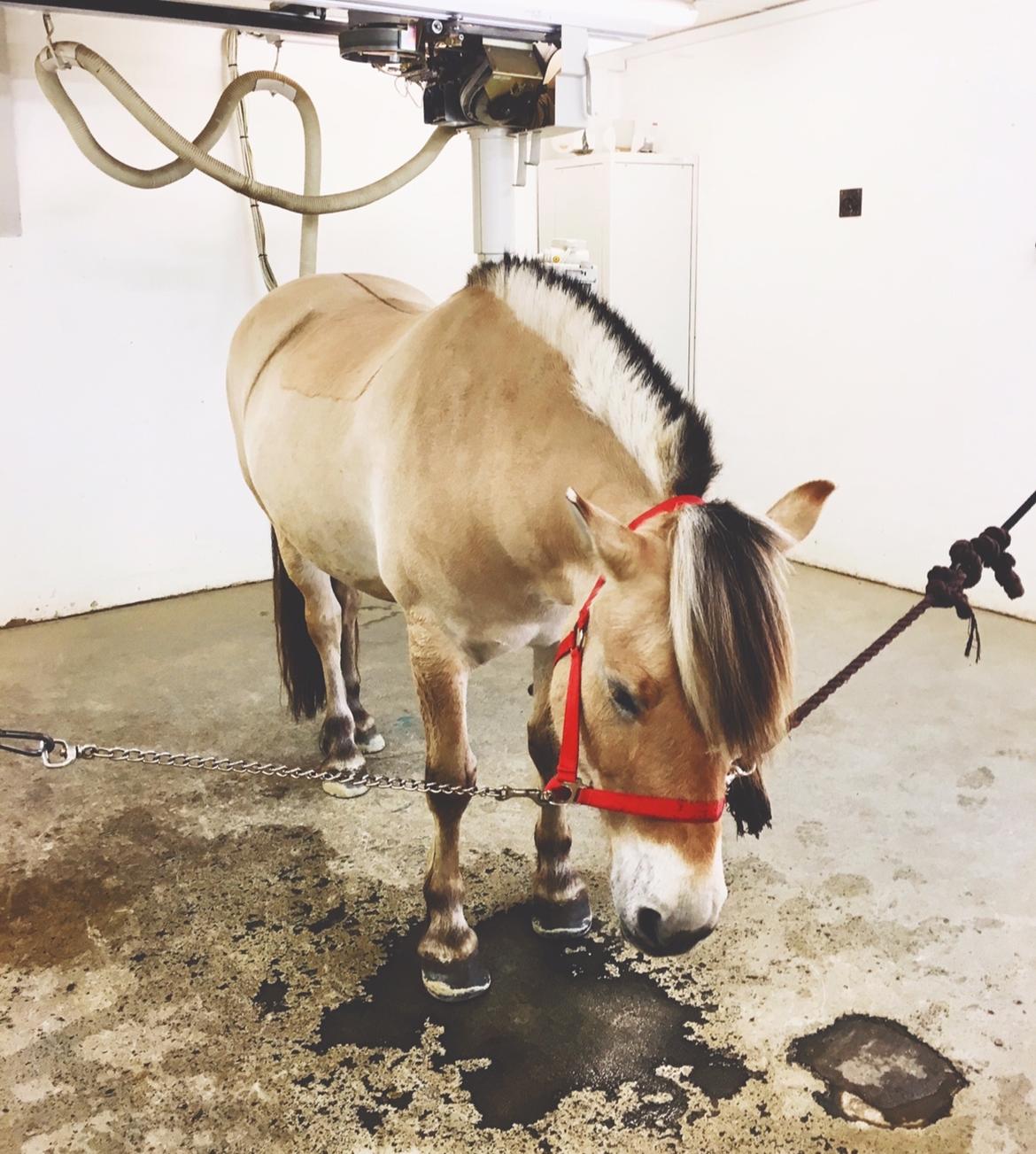 Fjordhest Halfdan <3 billede 10