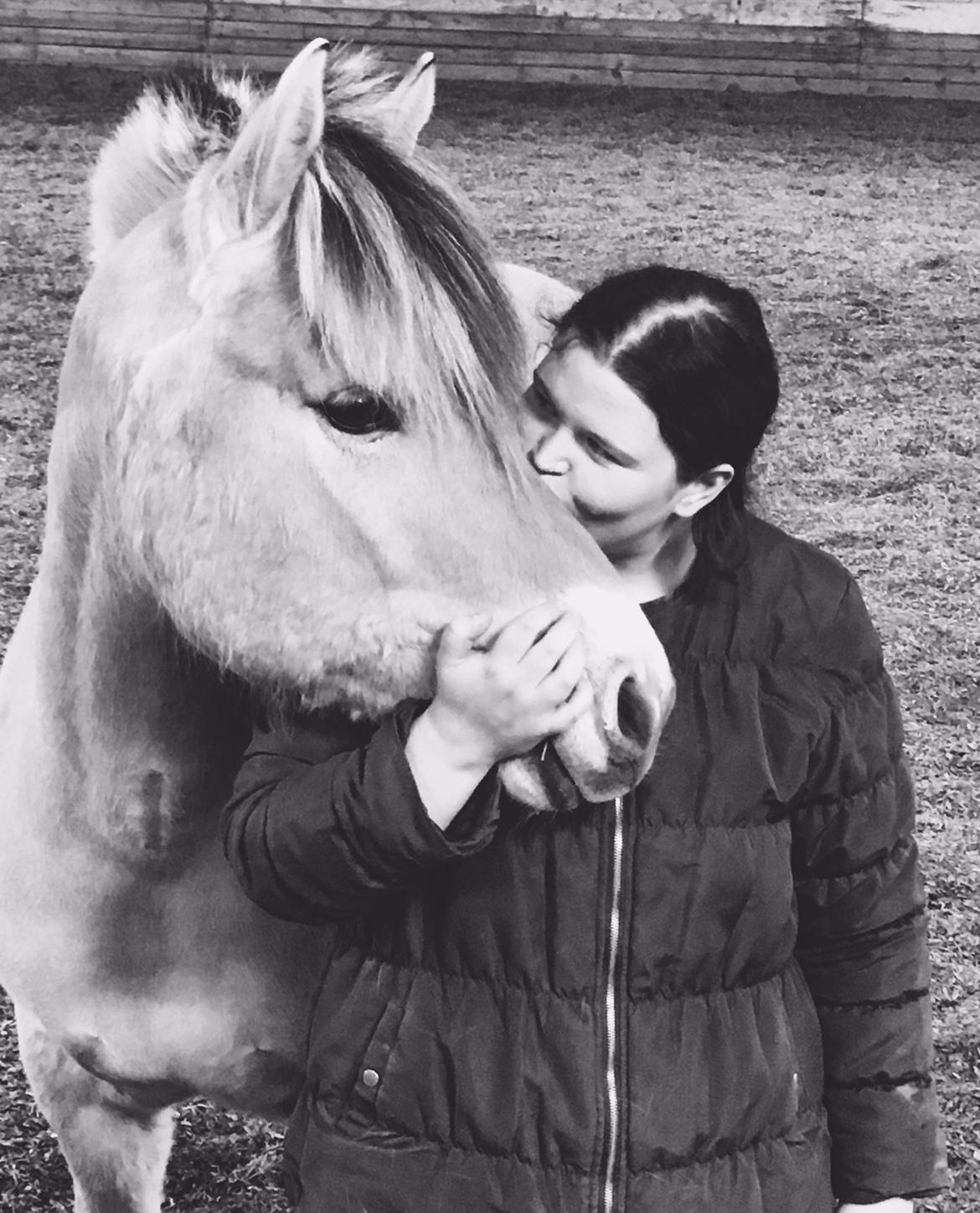 Fjordhest Halfdan <3 billede 12