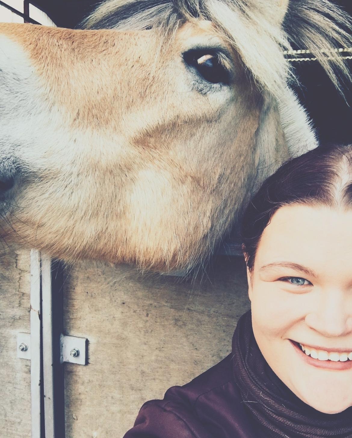 Fjordhest Halfdan <3 billede 13