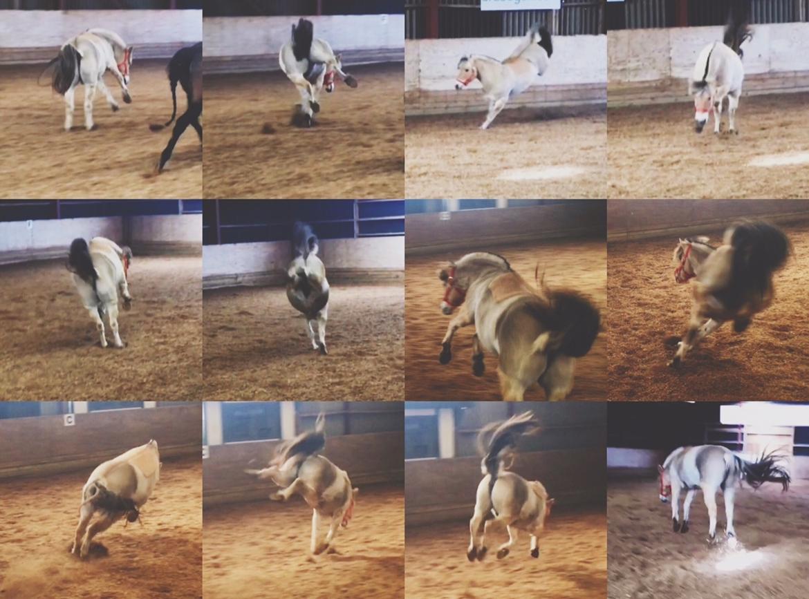 Fjordhest Halfdan <3 billede 14