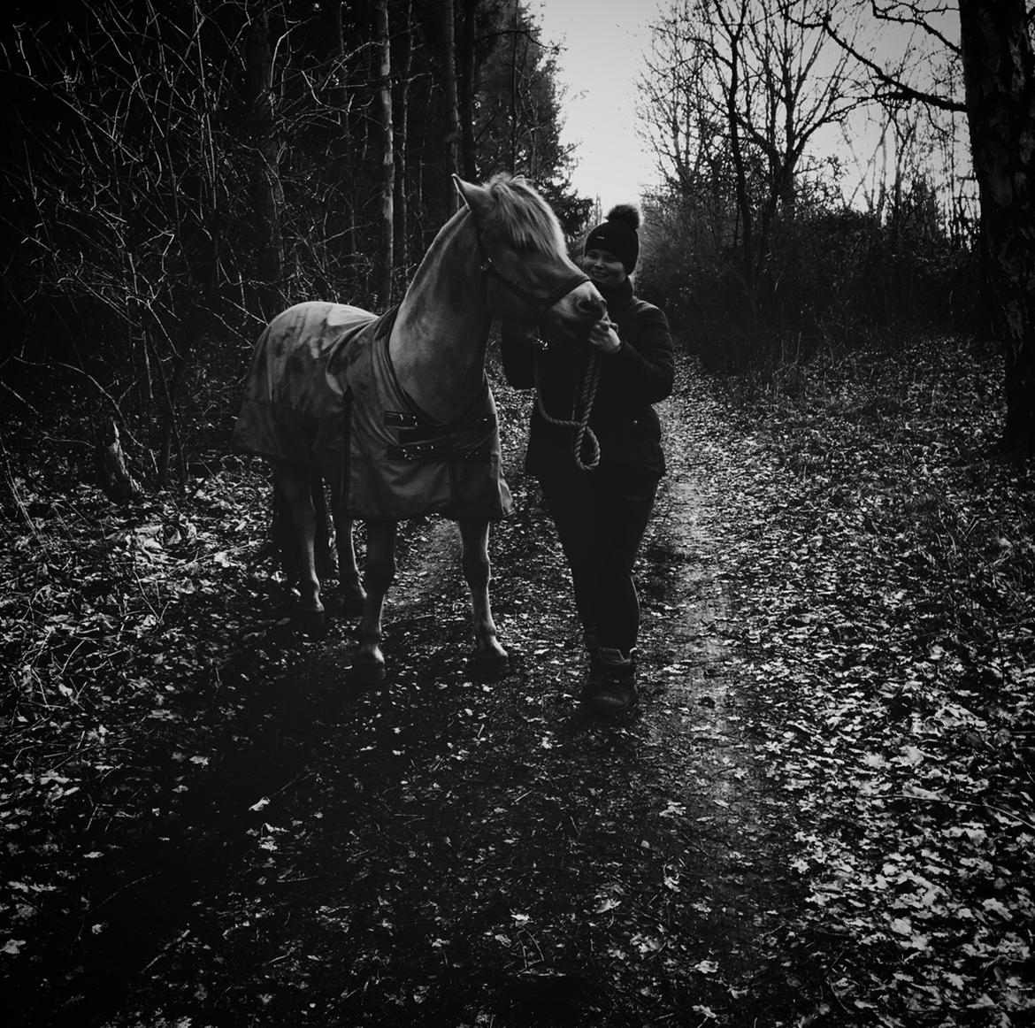 Fjordhest Halfdan <3 billede 15