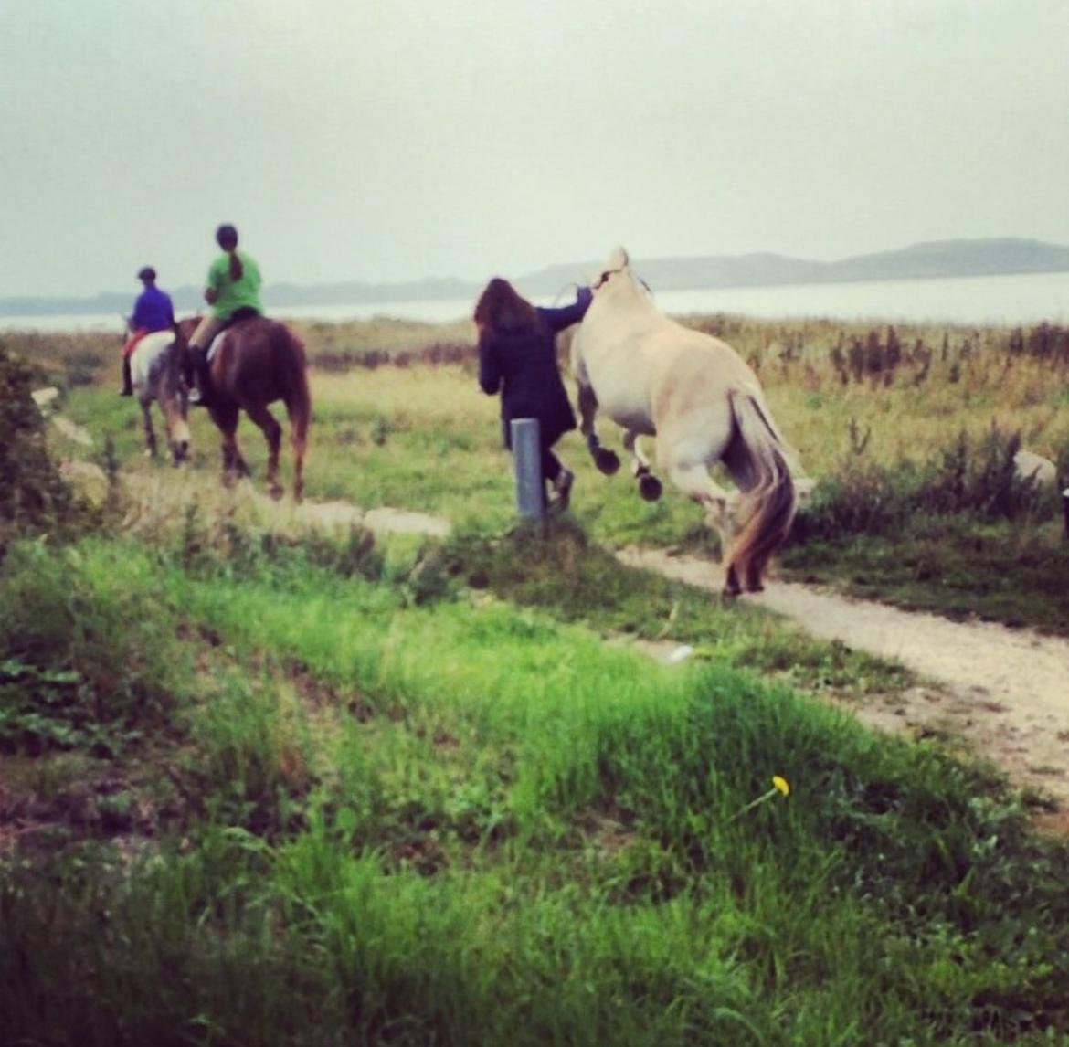 Fjordhest Halfdan <3 billede 17