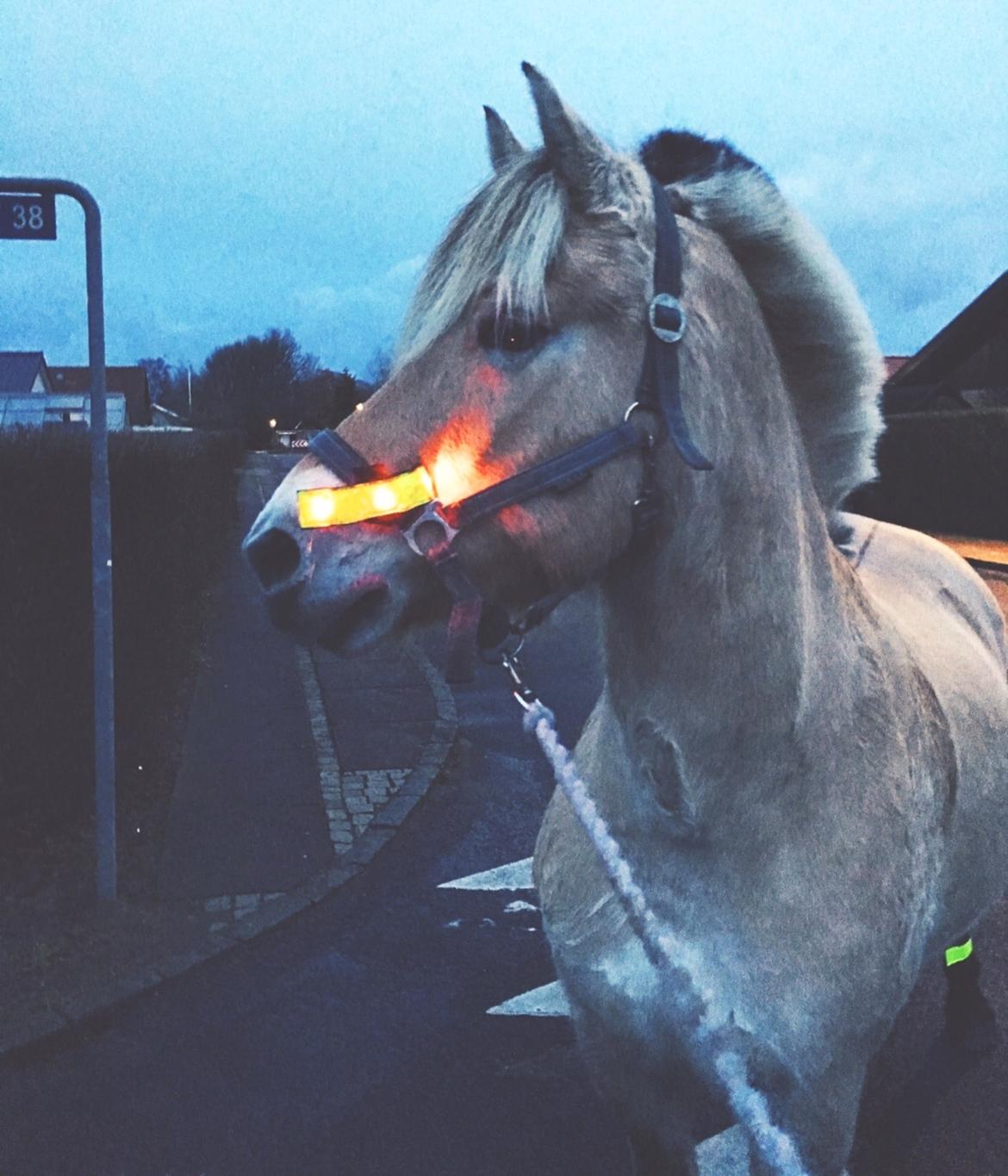 Fjordhest Halfdan <3 billede 16