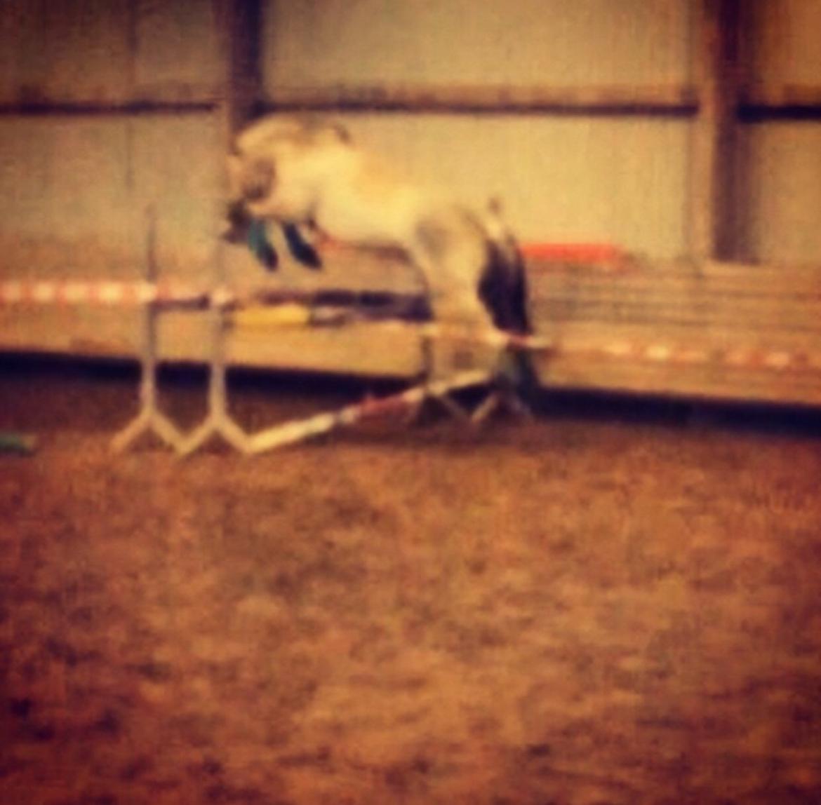 Fjordhest Halfdan <3 billede 18