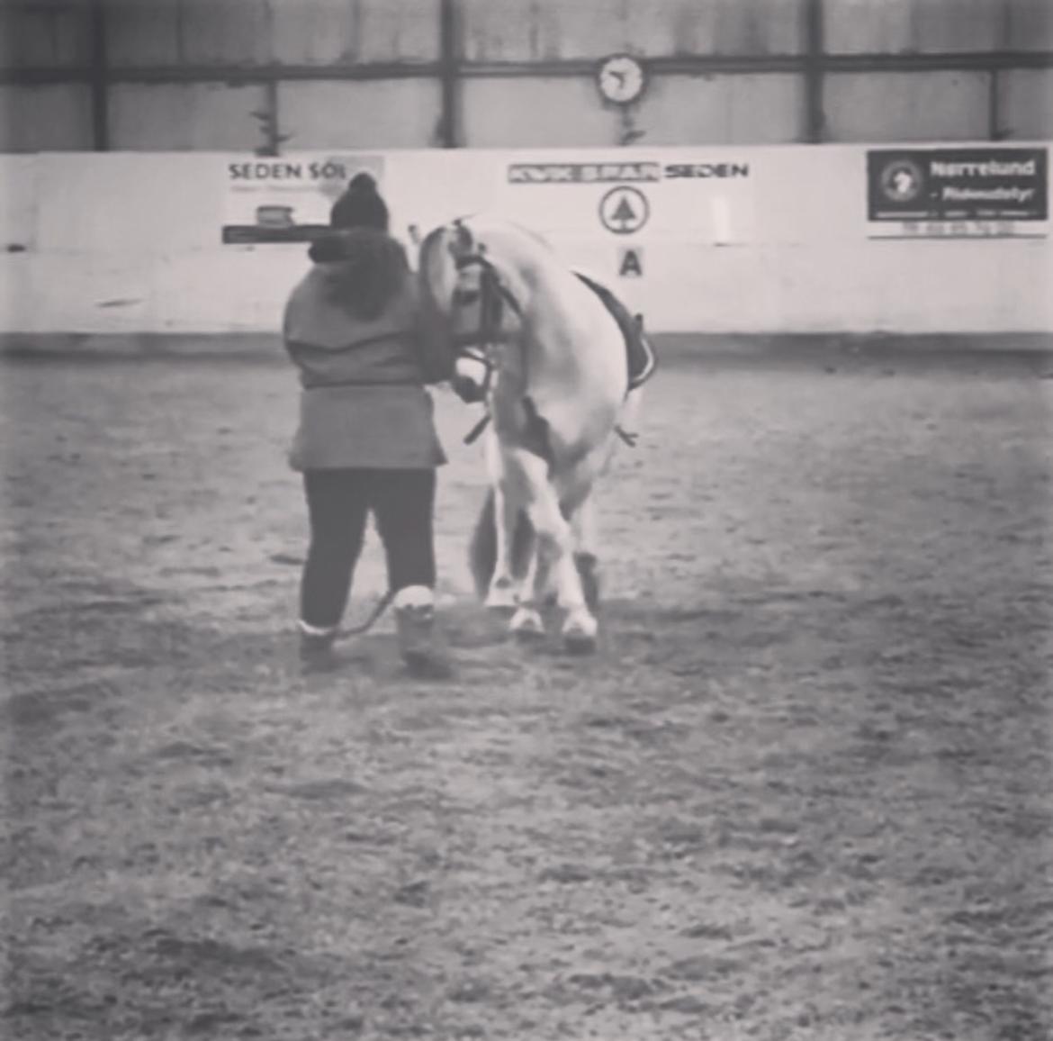 Fjordhest Halfdan <3 billede 19