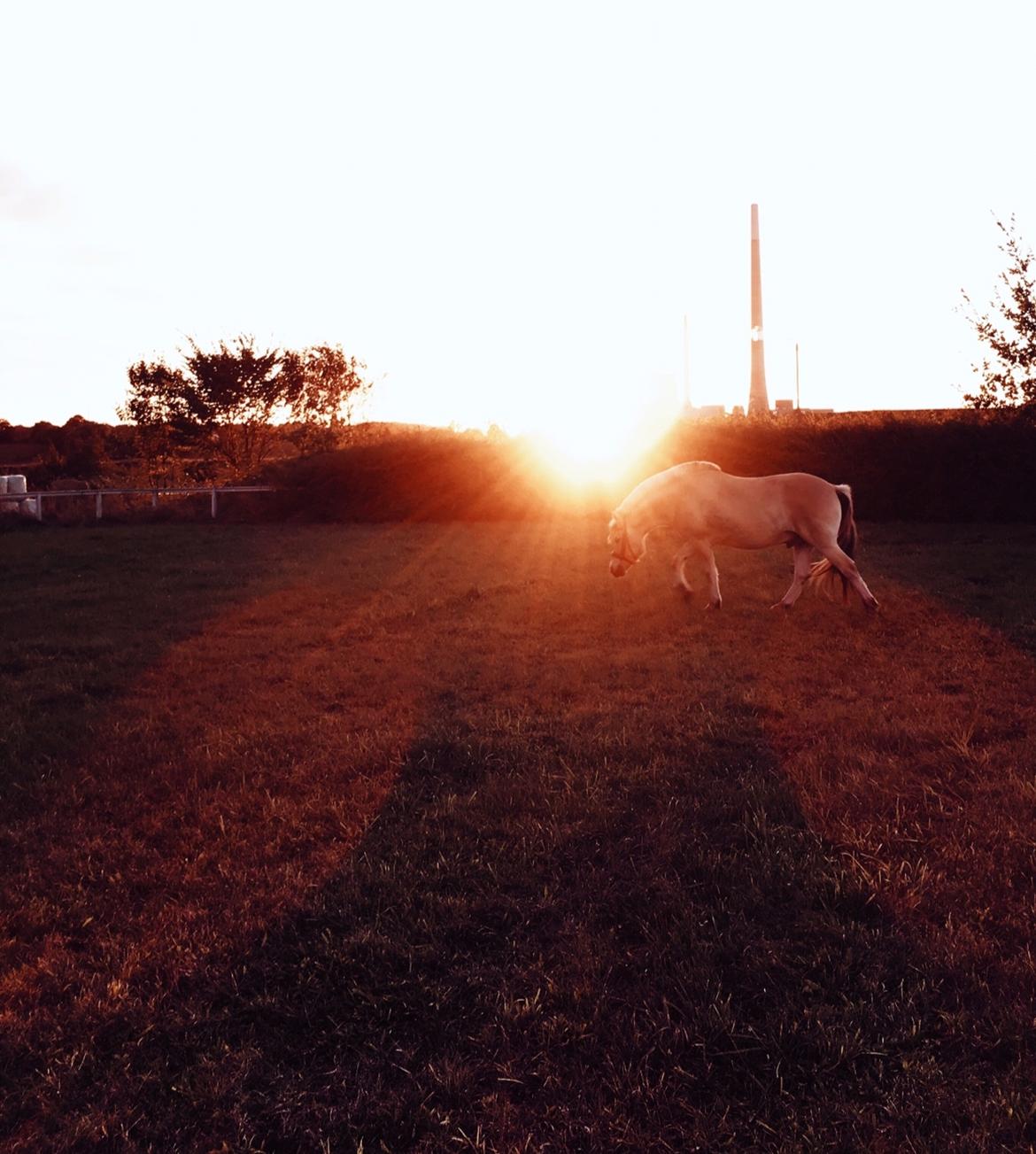 Fjordhest Halfdan <3 billede 20