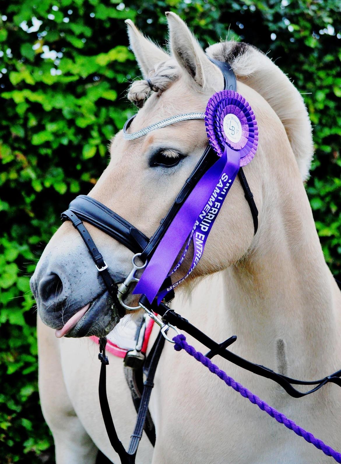 Fjordhest Halfdan <3 billede 21