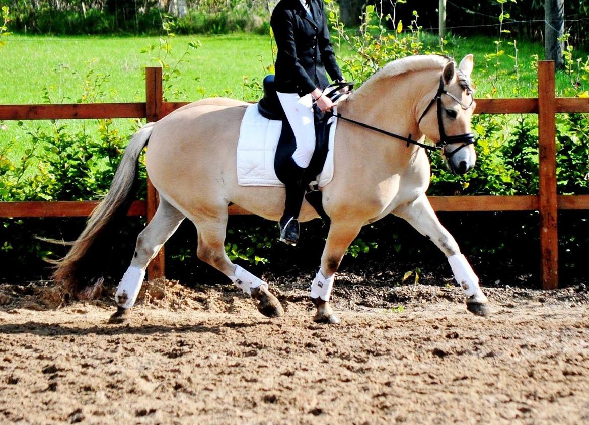 Fjordhest Halfdan <3 billede 22