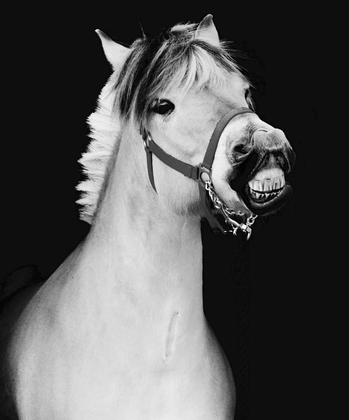 Fjordhest Halfdan <3 billede 24